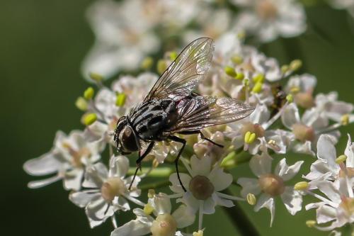 Réf. 318 868 : Graphomya maculata